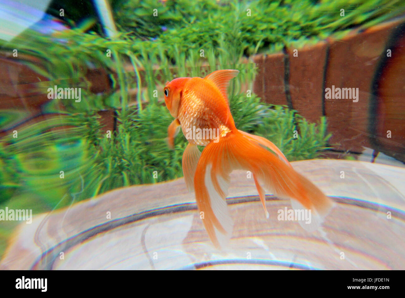 Goldfish Swimming in a Bowl Stock Photo