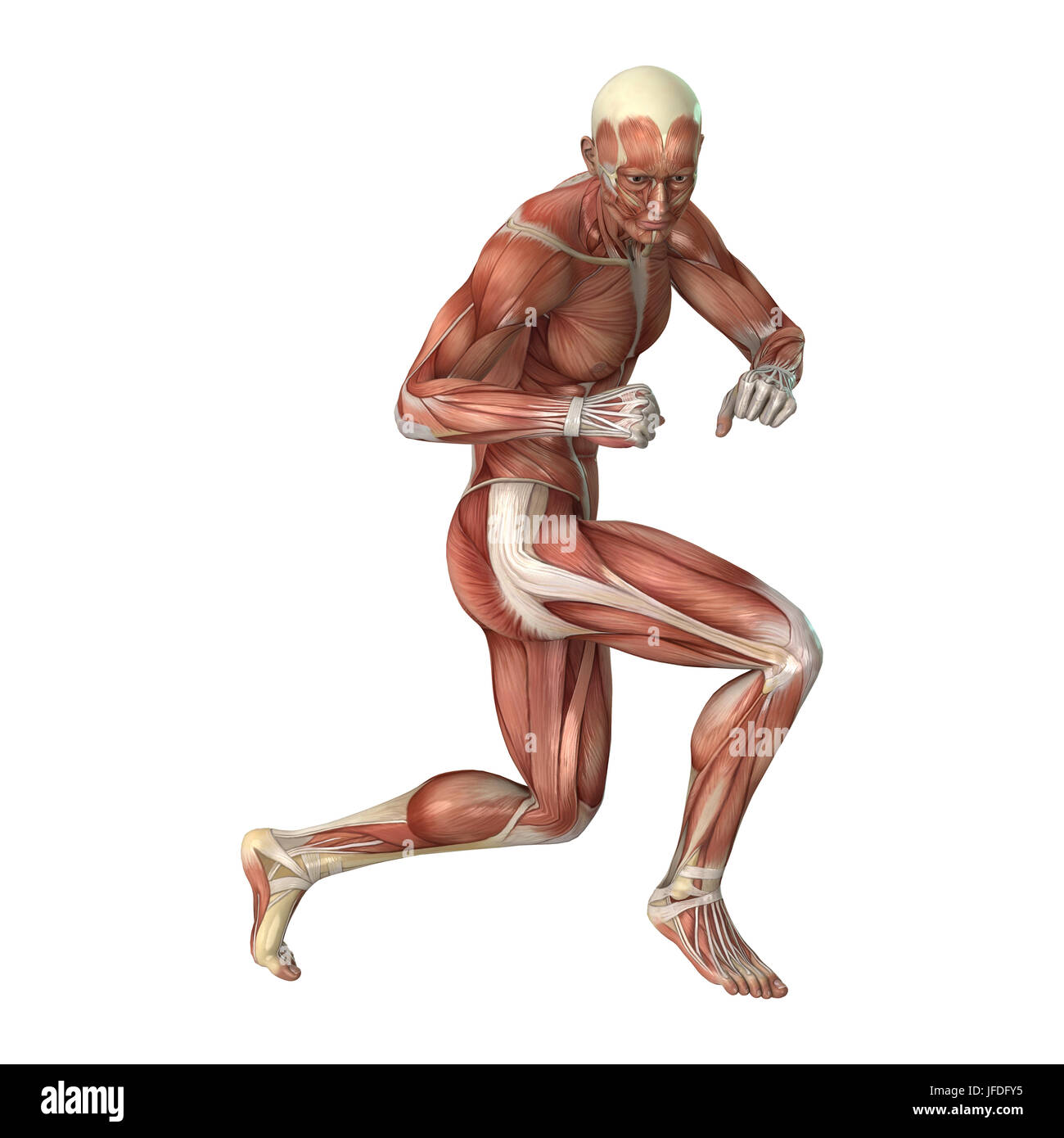 3D rendering of a male figure with muscle maps isolated on white ...