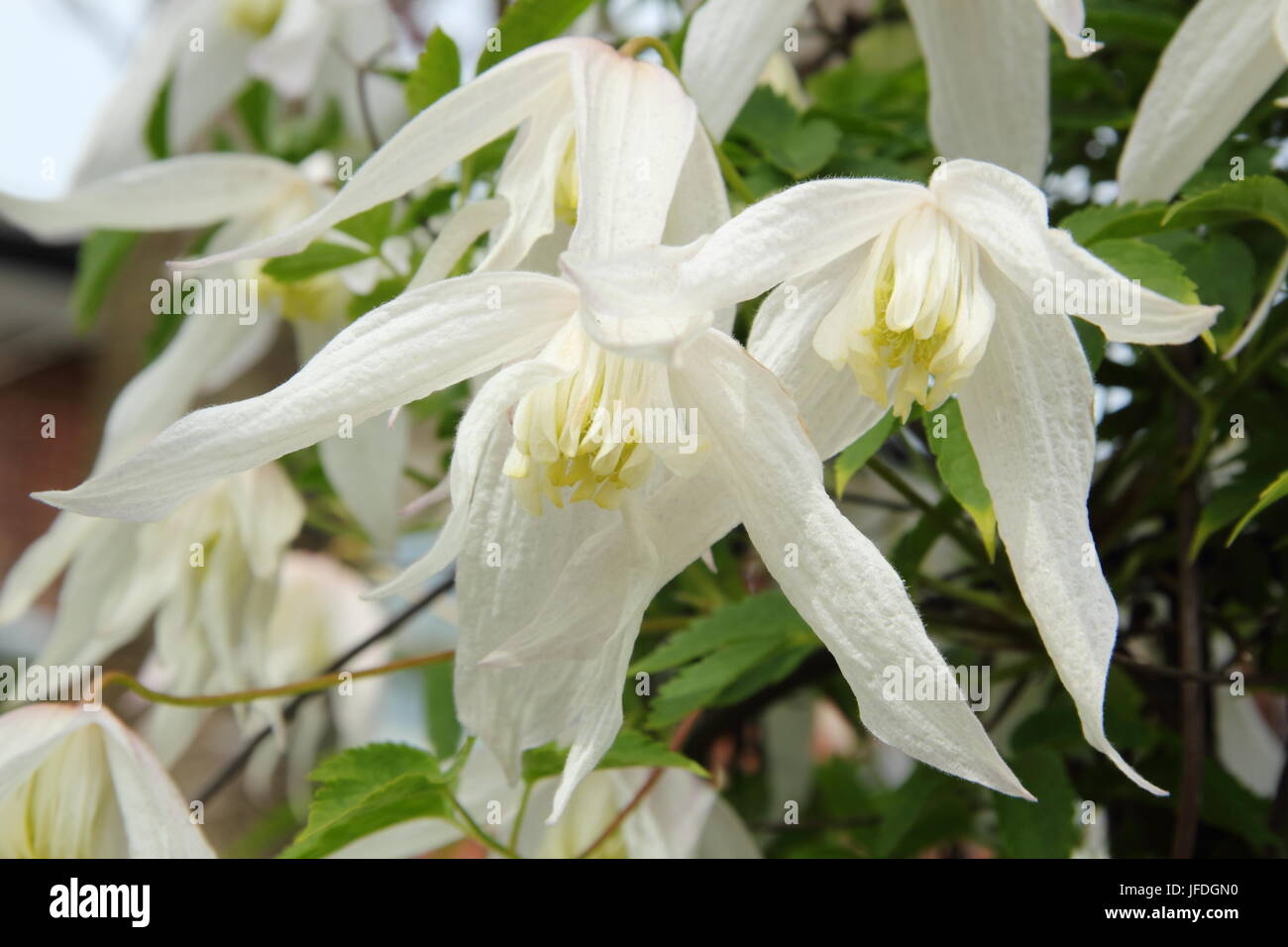 Clematis Koreana BROUGHTON BRIDE flowering in spring in an English garden, UK Stock Photo