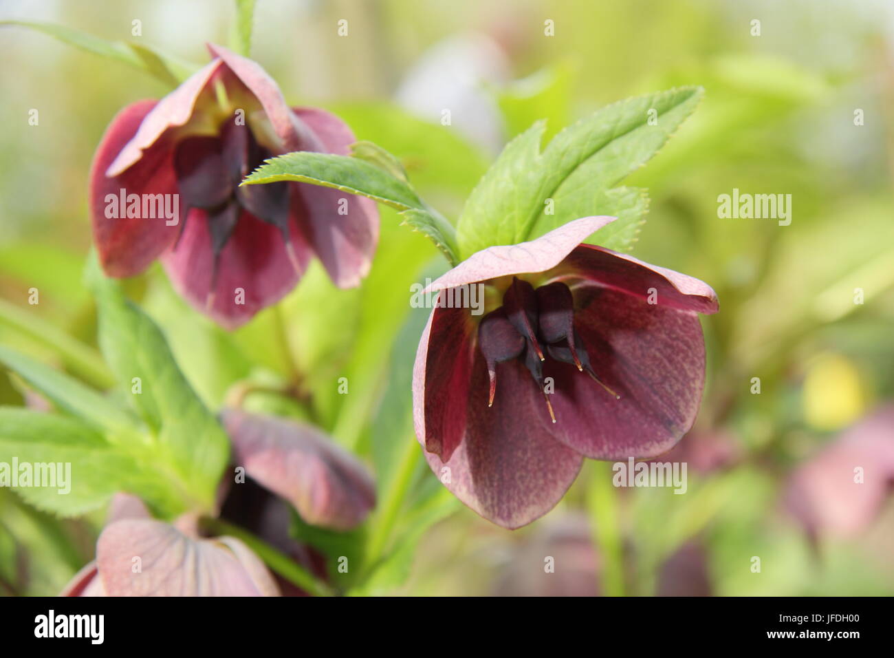 Helleborus Single Reverse Picotee hellebore in an advanced stage showing seedhead development - April Stock Photo