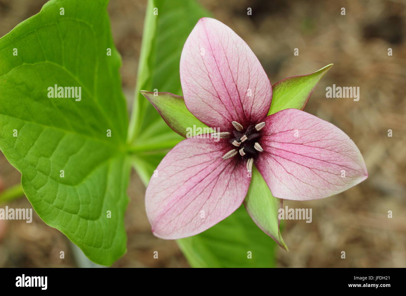 Ill-scented wakerobin (trillium rugelii), or southern nodding trillium, flowering in a woodland garden in spring (April), UK Stock Photo