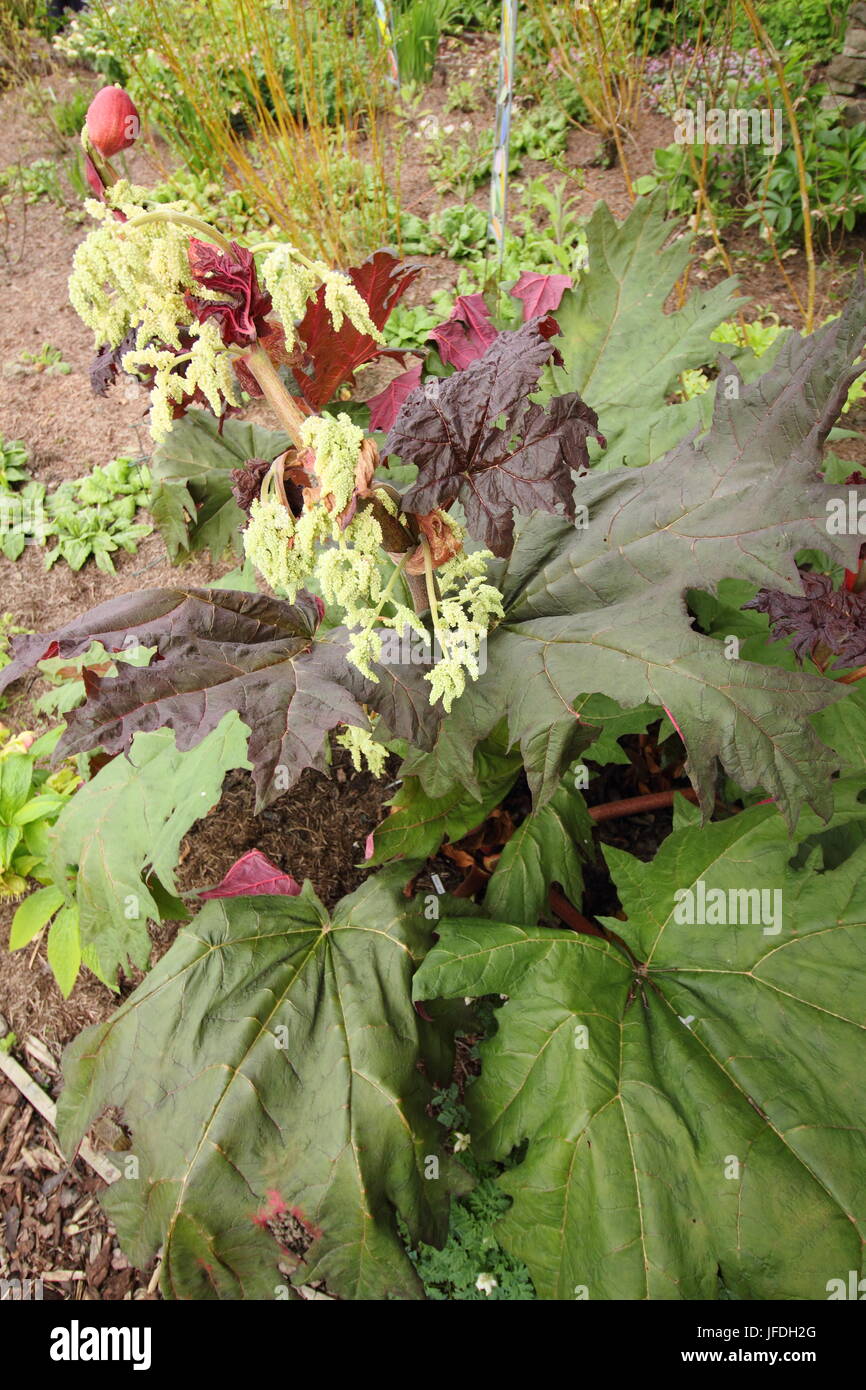 Chinese Rhubarb (Rheum Palmatum), 'Astrosanguineum' or ornamental rhubarb, coming into flower in an English woodland garden - spring Stock Photo