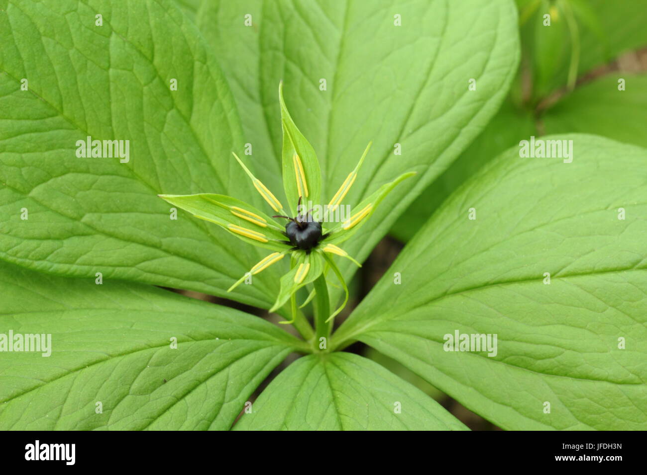 Paris Quadrifolia, a woodland plant, also called Herb Paris, displays its single berry above four distinctive leaves in a UK garden in spring Stock Photo