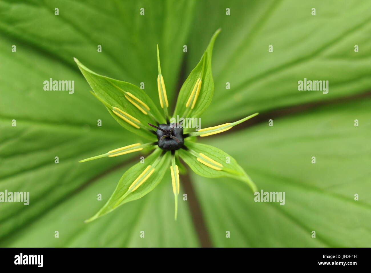 Paris Quadrifolia, a woodland plant, also called Herb Paris, displays its single berry above four distinctive leaves in a UK garden in spring Stock Photo