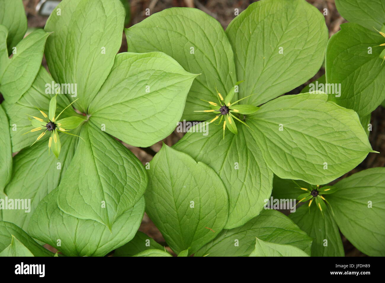 Paris Quadrifolia, a woodland plant, also called Herb Paris, displays its single berry above four distinctive leaves in a UK garden in spring Stock Photo
