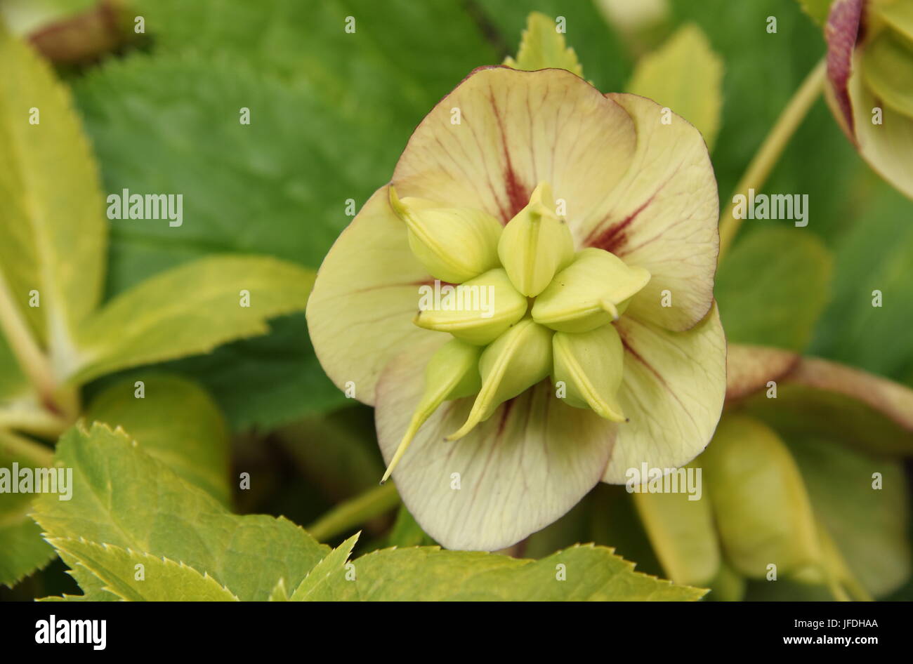 Helleborus 'Neon Star, flower in an advancing stage showing seedhead development, in an English garden - April Stock Photo