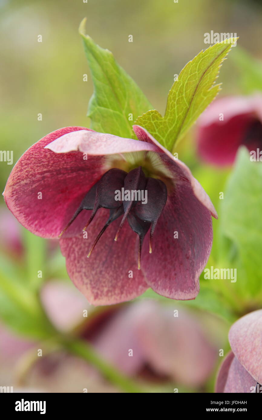 Helleborus Single Reverse Picotee hellebore in an advanced stage showing seedhead development - April Stock Photo