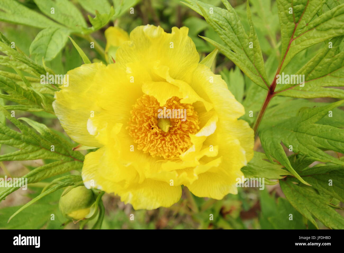 Yellow tree peony (paeonia lutea; variety Ludlowii), flowering in an English garden late spring/early summer, Yorkshire, England UK Stock Photo