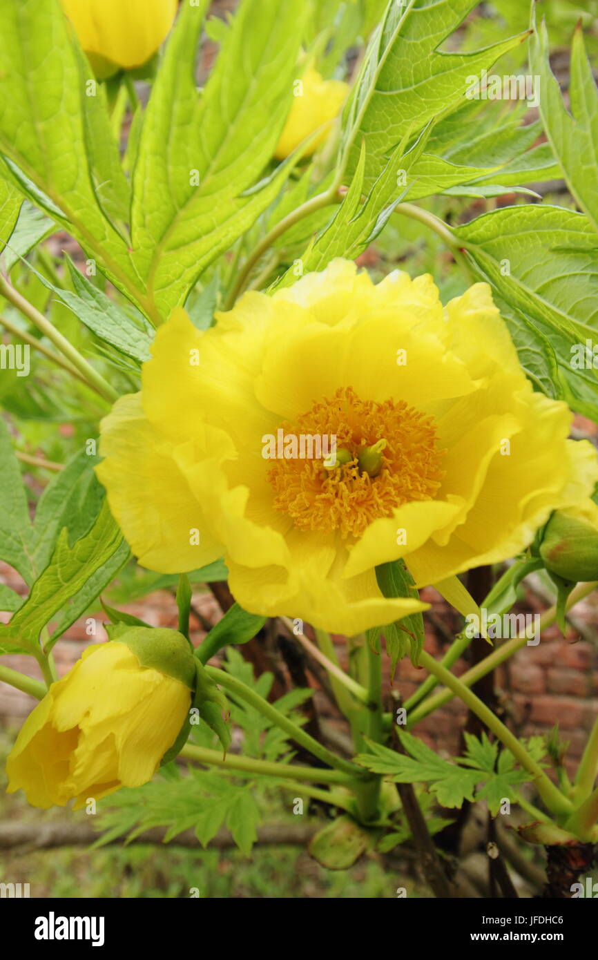 Yellow tree peony (paeonia lutea; variety Ludlowii), flowering in an English garden late spring/early summer, Yorkshire, England UK Stock Photo