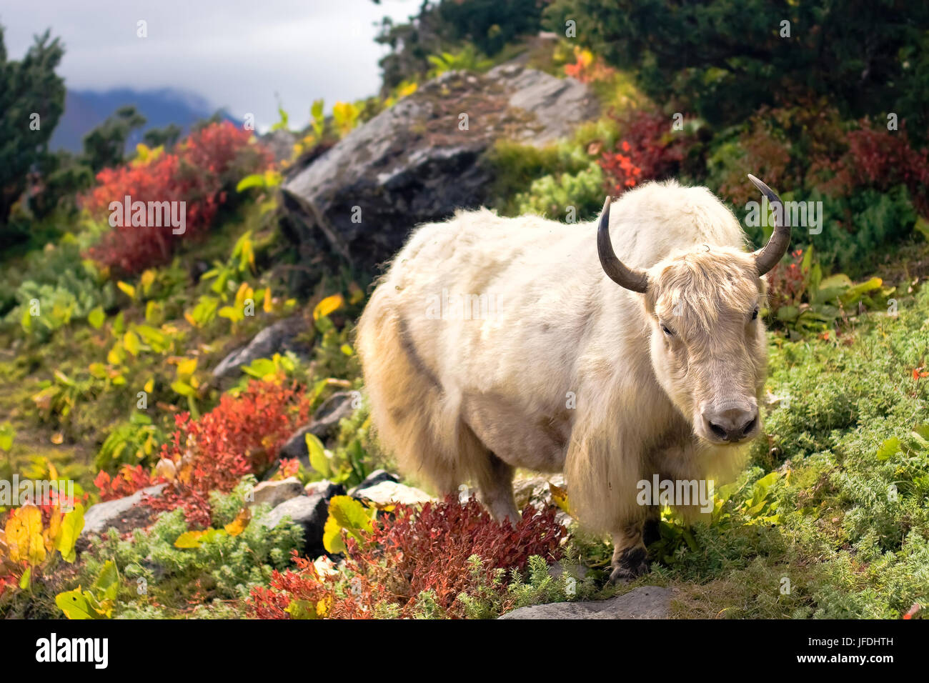 Wild white yak (bull) in Himalayas. Stock Photo