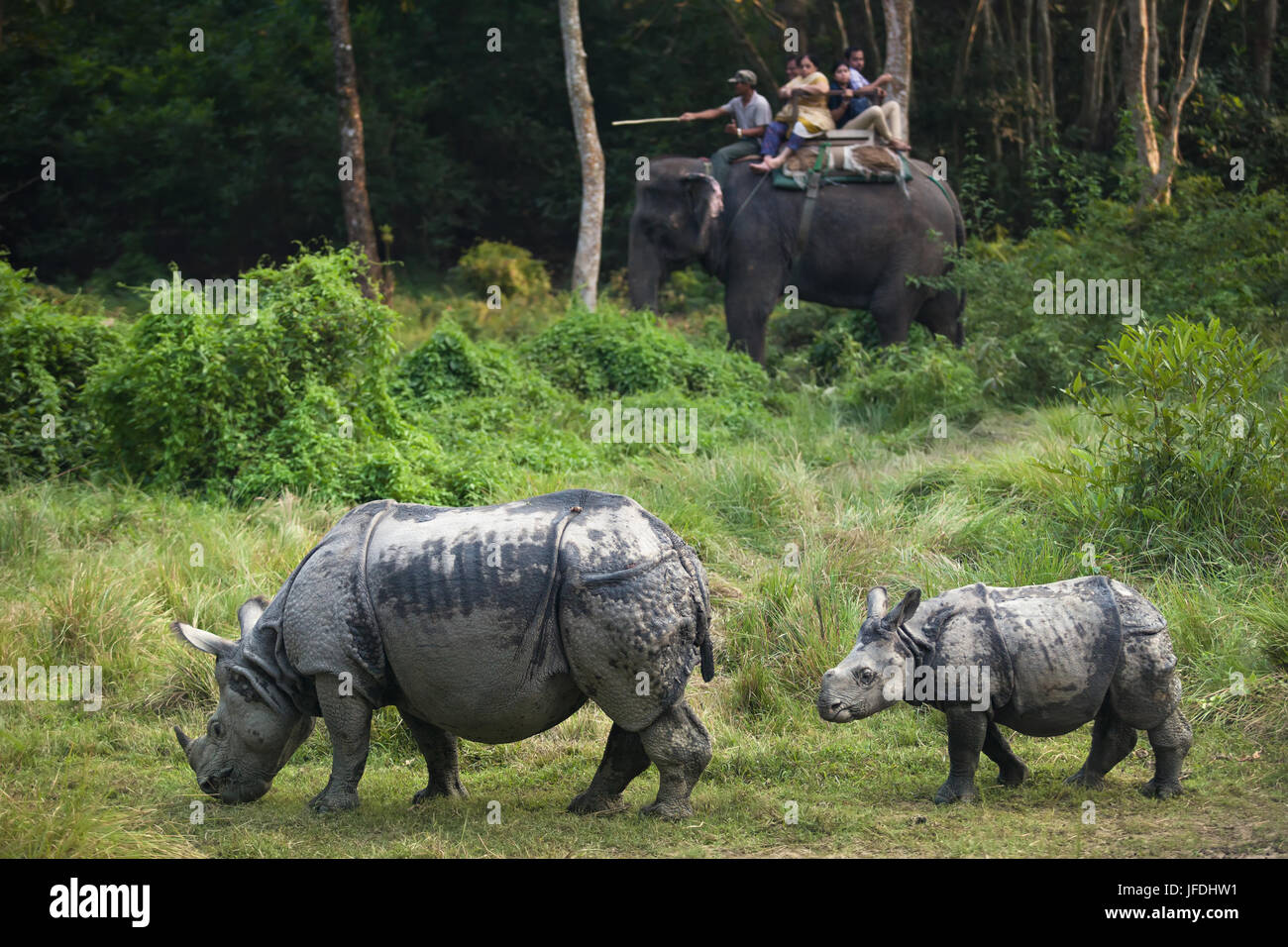 CHITWAN NATIONAL PARK/NEPAL - JUNE 2014 - Rhinos family walking in the jungle during safari on elephants. June, 16, 2014 in Chitwan, Nepal. Stock Photo