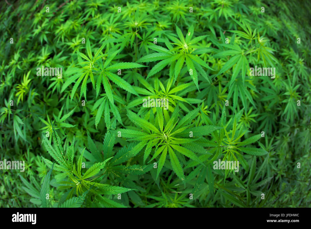 Cannabis growing in the field. Stock Photo