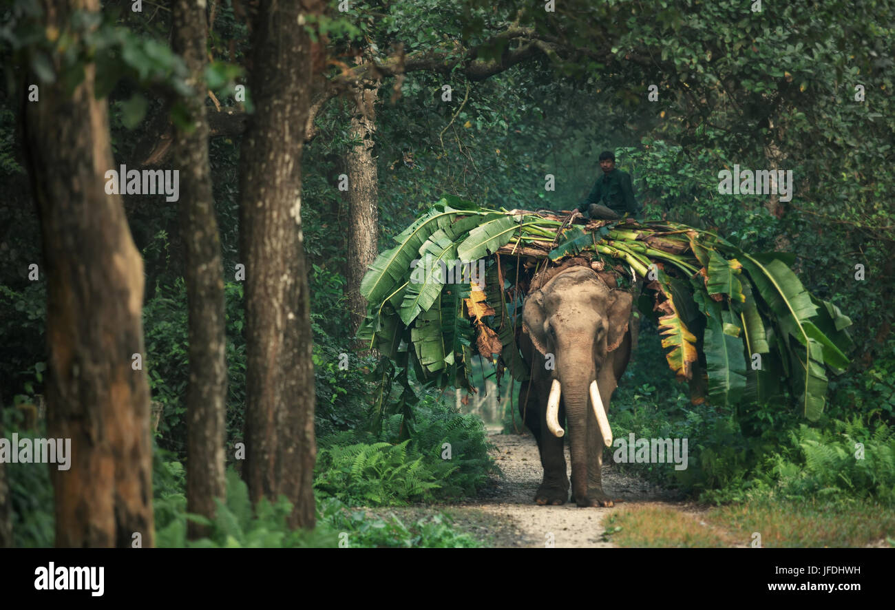 CHITWAN NATIONAL PARK/NEPAL - OCTOBER, 2011 - A man's riding on the elephant in the jungle. October,28, 2011 in Chitwan, Nepal. Stock Photo