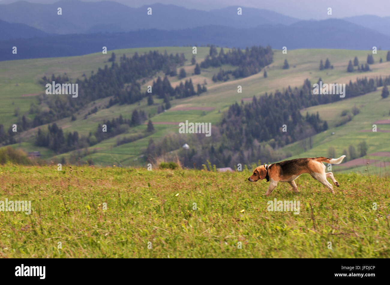 Hunting dog runs along the mountainside against the backdrop of the carpathian mountain scenery Stock Photo