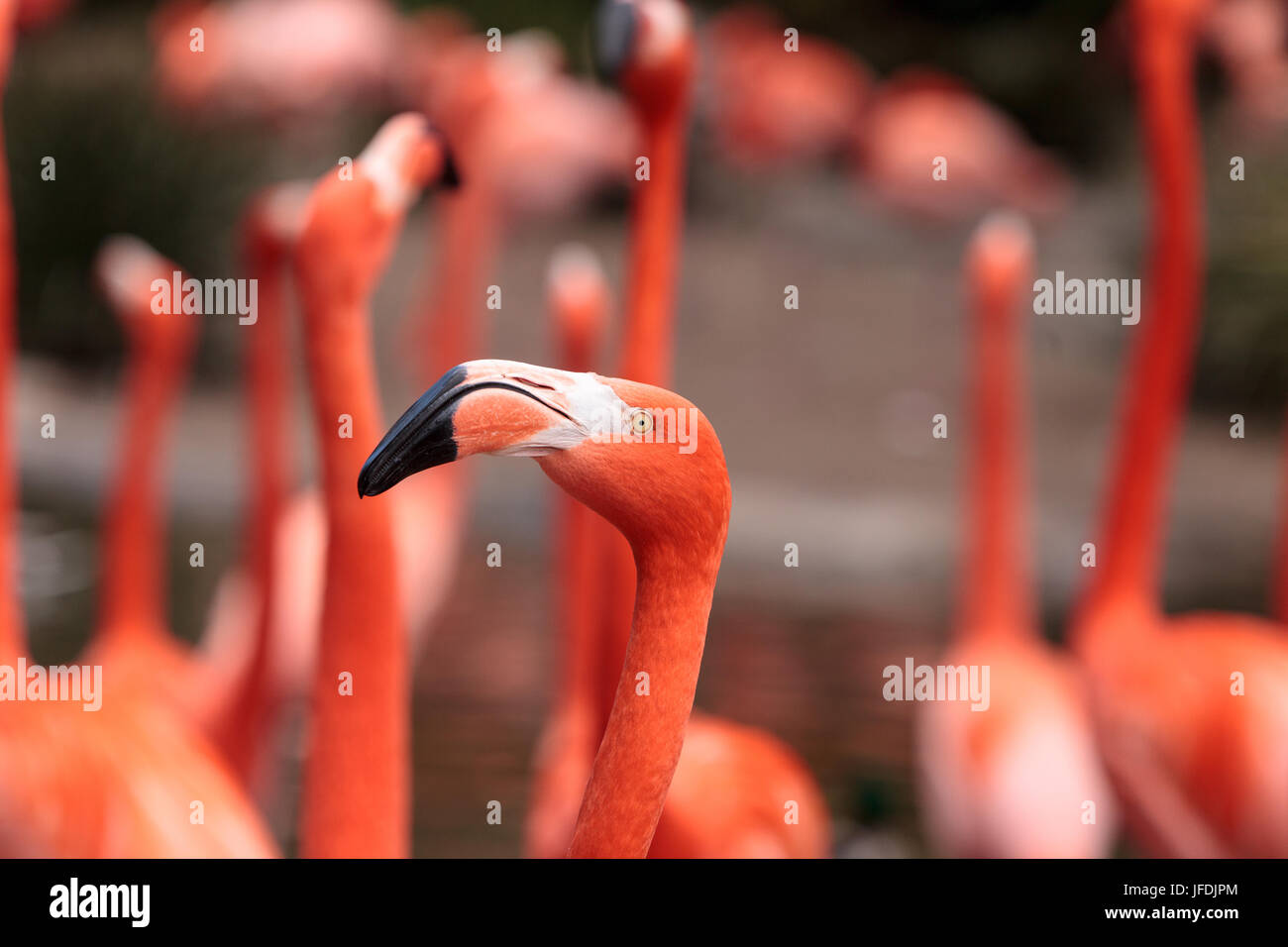Pink Caribbean flamingo Phoenicopterus ruber Stock Photo