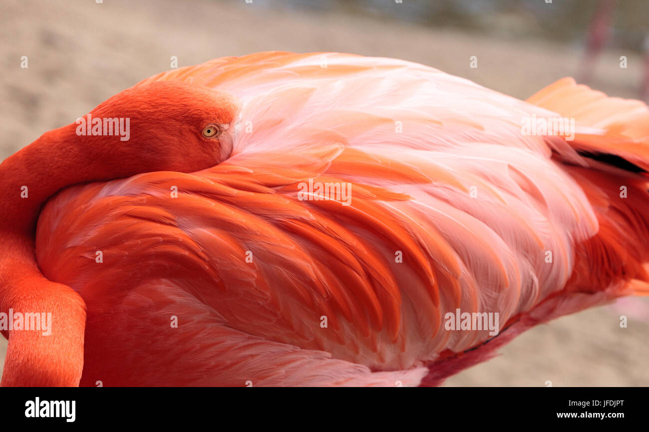 Pink Caribbean flamingo Phoenicopterus ruber Stock Photo