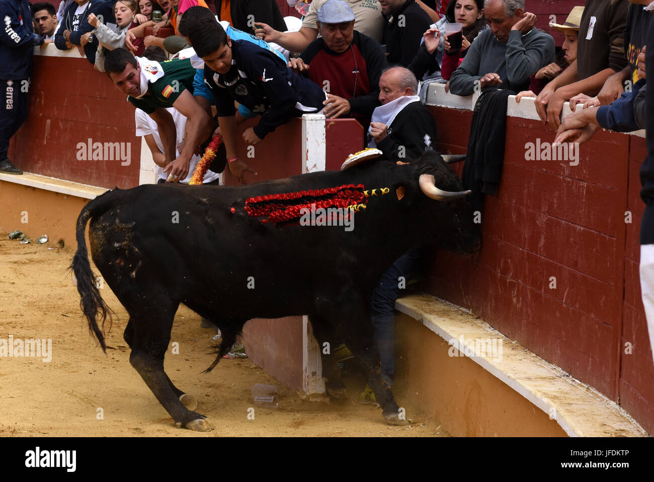 Soria, Spain. 30th June, 2017. A Laura Velasco ranch fighting bull ...