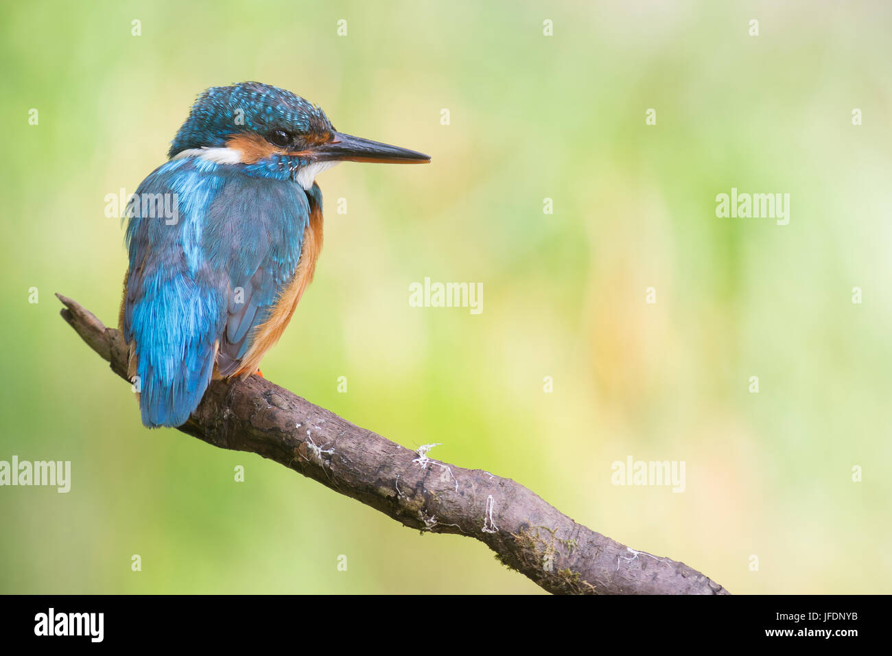 kingfisher Stock Photo