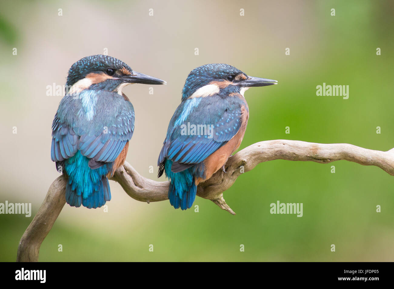 kingfisher Stock Photo