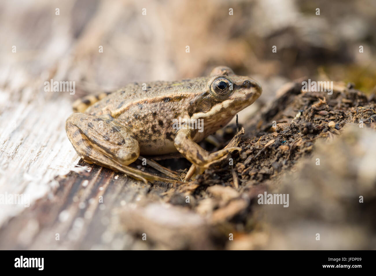 grass frog Stock Photo