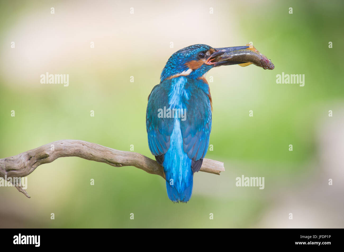 kingfisher Stock Photo