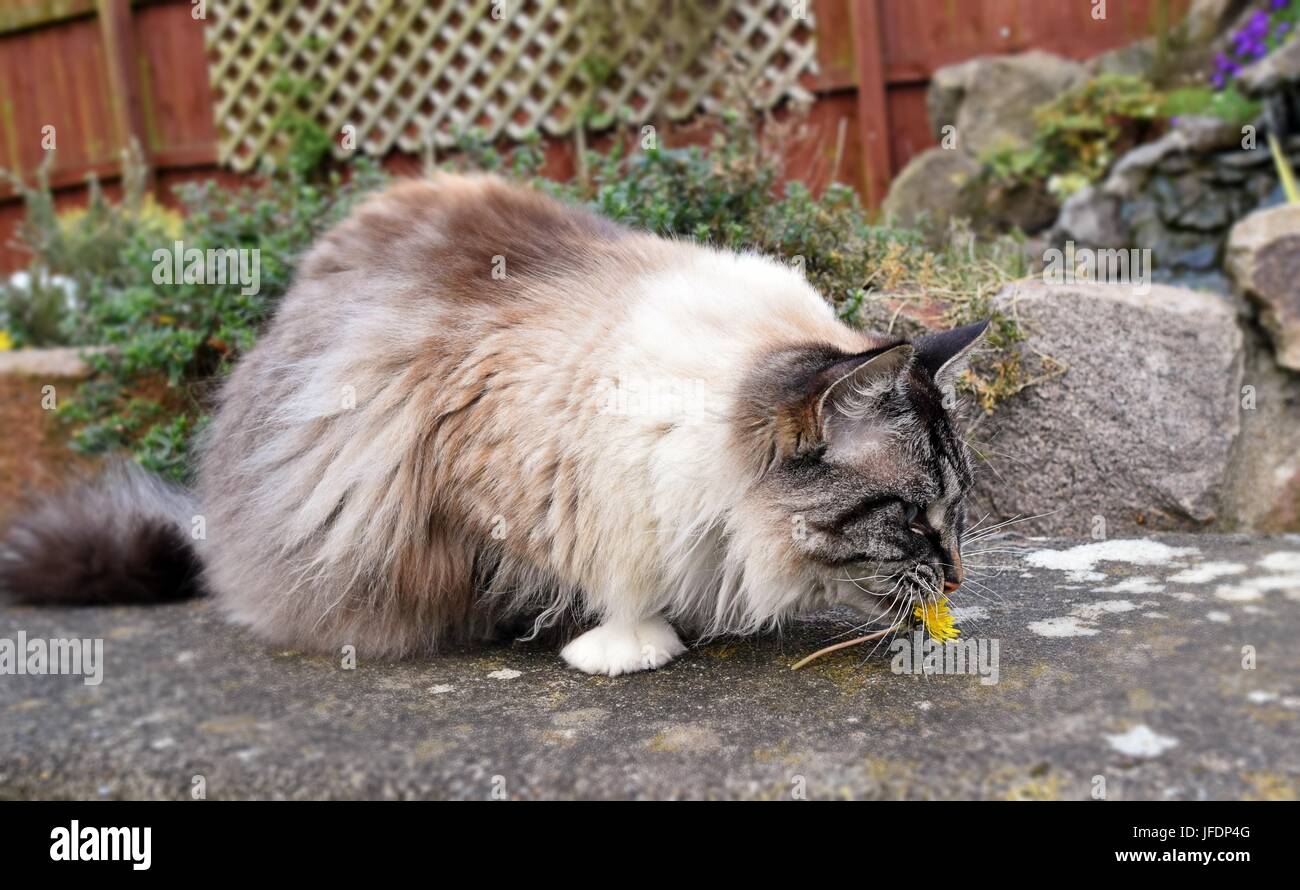White Seal Point Ragdoll Stock Photos White Seal Point Ragdoll
