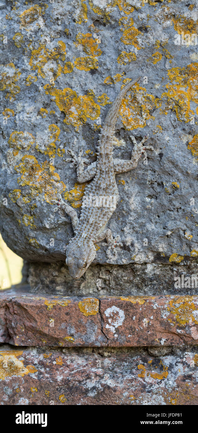 wall gecko Stock Photo