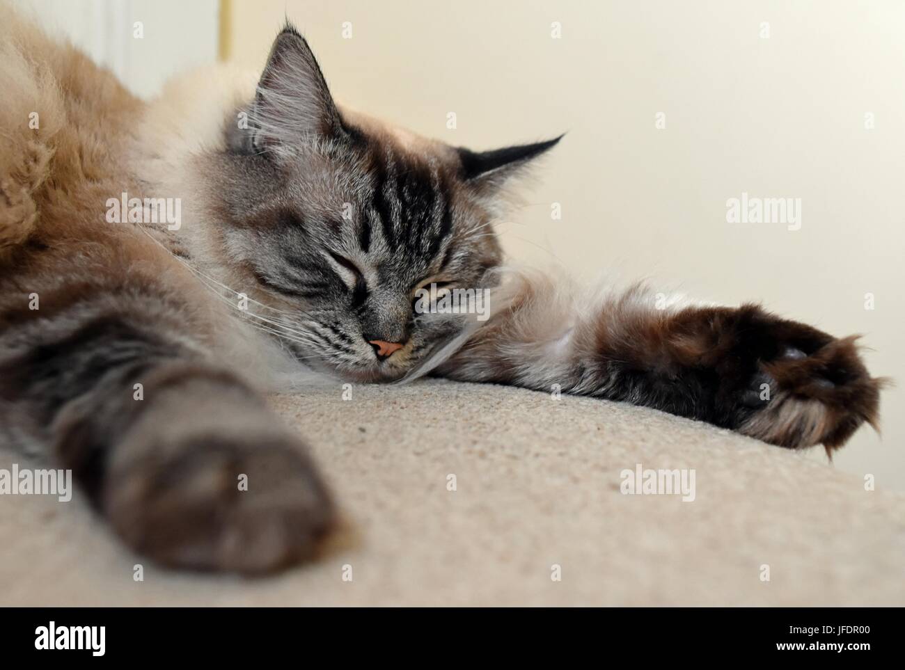 Ragdoll Cat Sleeping Stock Photo