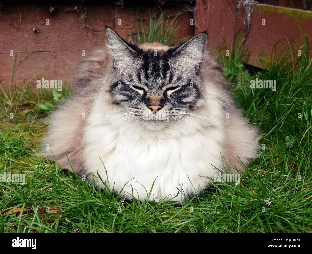 blue lynx tabby ragdoll