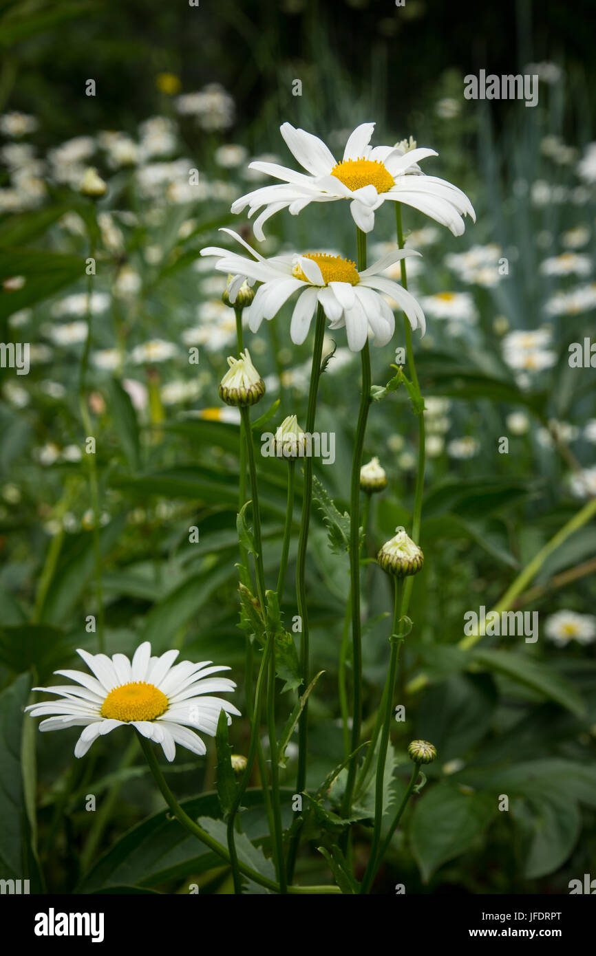 Chamomile flowers in the summer garden in the June day Stock Photo