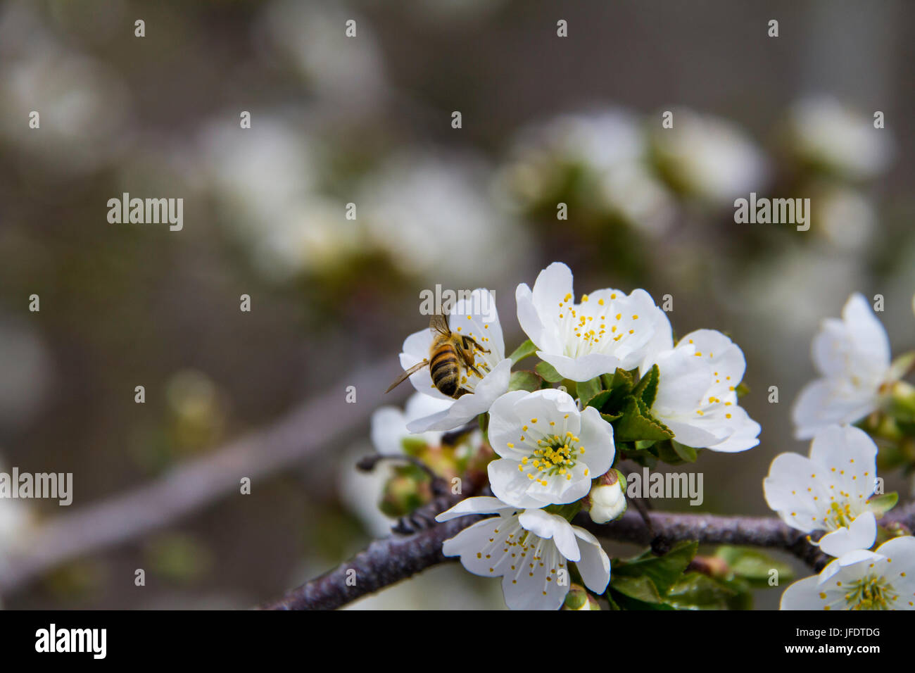 A honey bee collects pollen on cherry blossoms Stock Photo Alamy