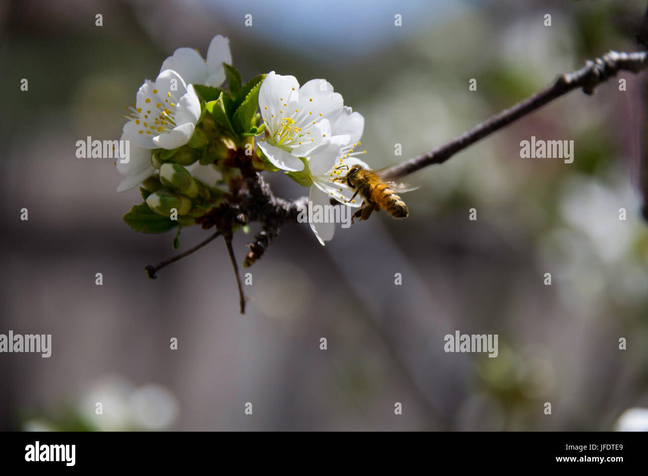 A honey bee collects pollen on cherry blossoms Stock Photo Alamy