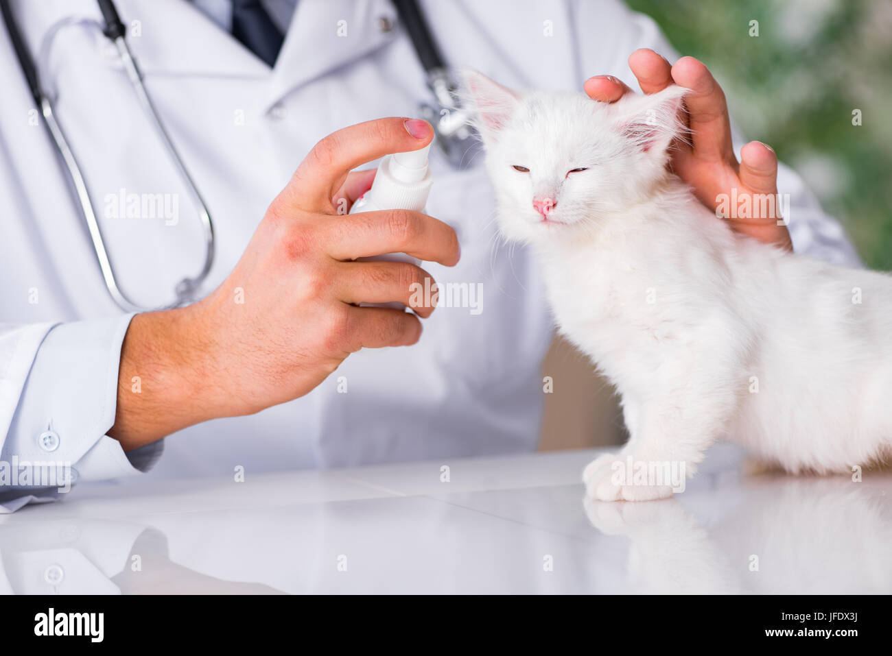 White kitten visiting vet for check up Stock Photo Alamy
