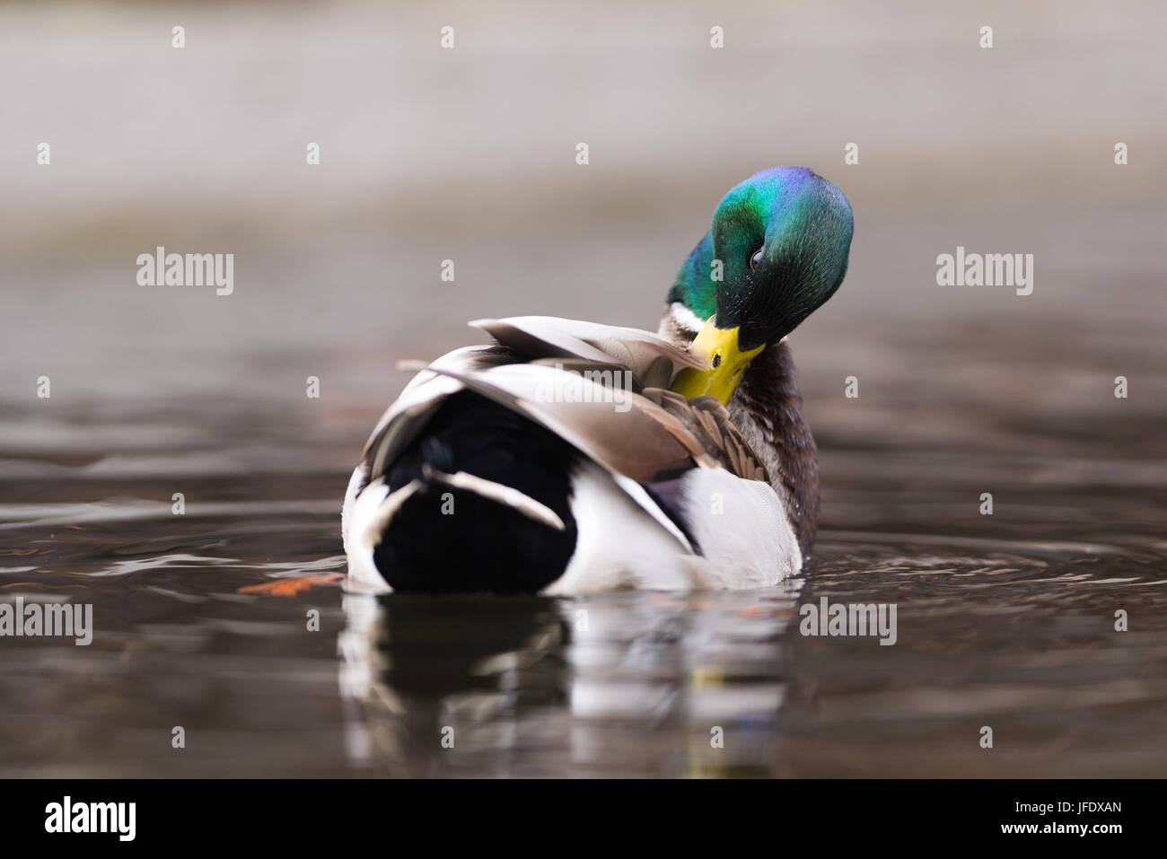 biebersteiner stausee schwimmen clipart