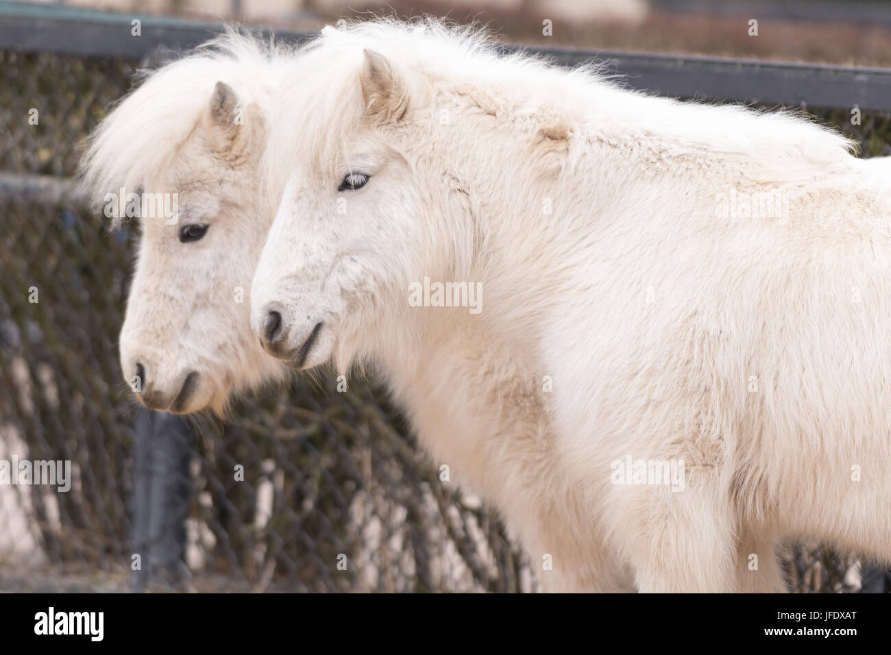 Shetland Pony. Stock Photo