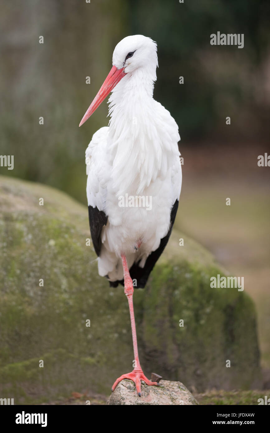 White Stork Stock Photo