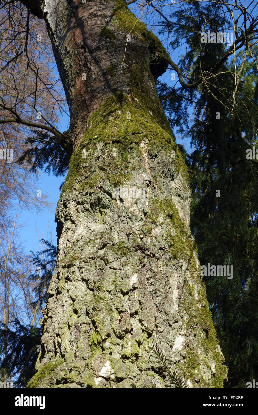 Betula pubescens, Swamp Birch Stock Photo