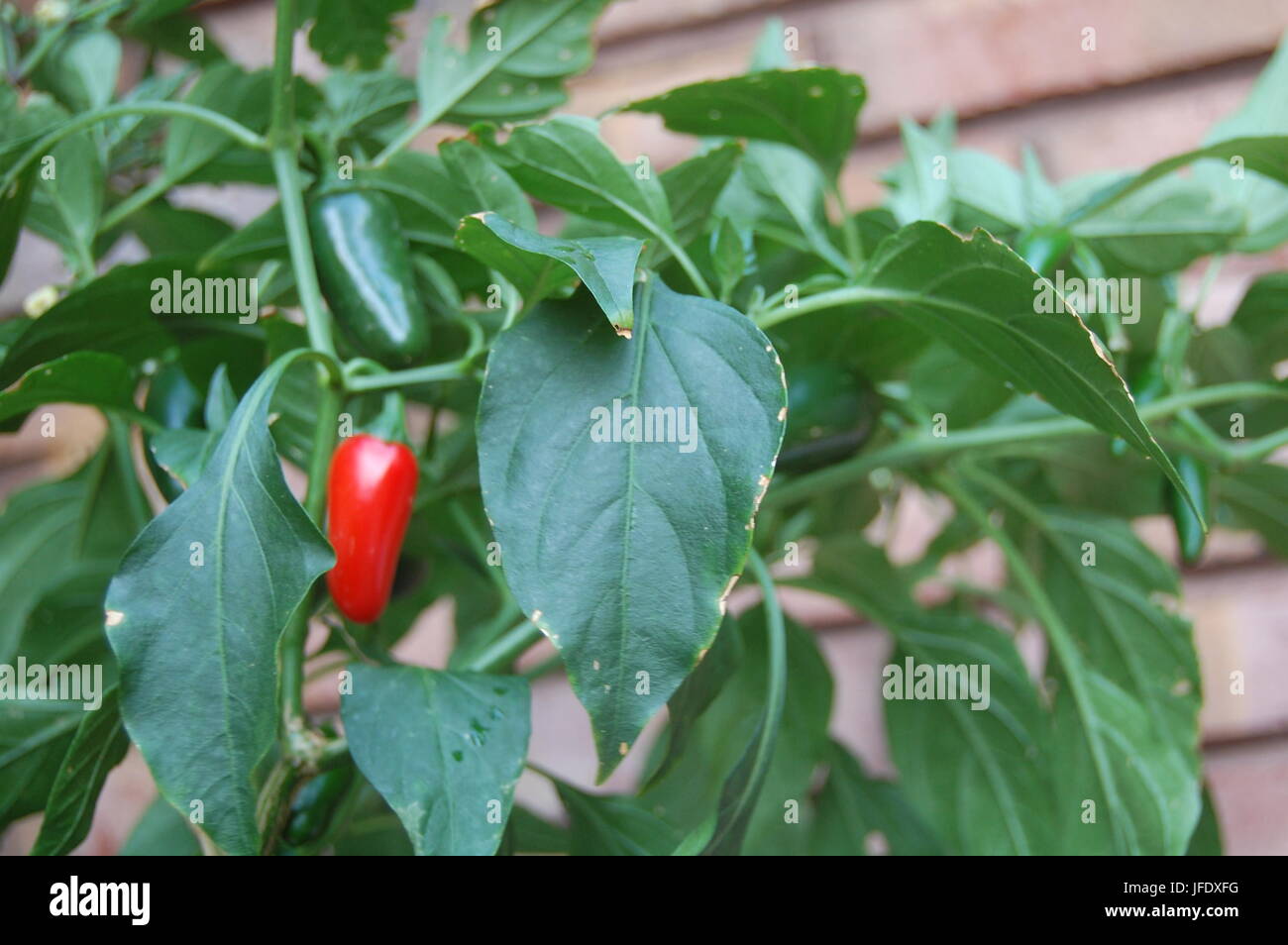 Jalapeno plant Stock Photo Alamy