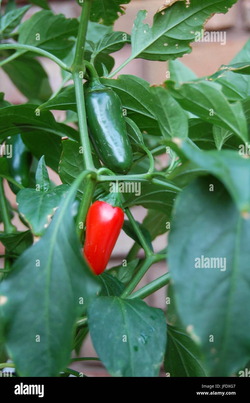 Jalapeno pepper plant hires stock photography and images Alamy
