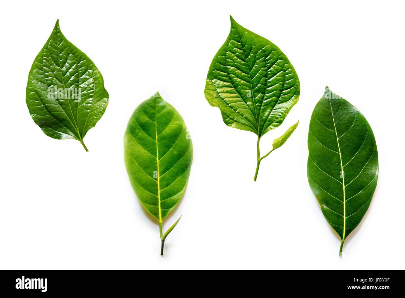 Leaves isolated on white background Stock Photo - Alamy
