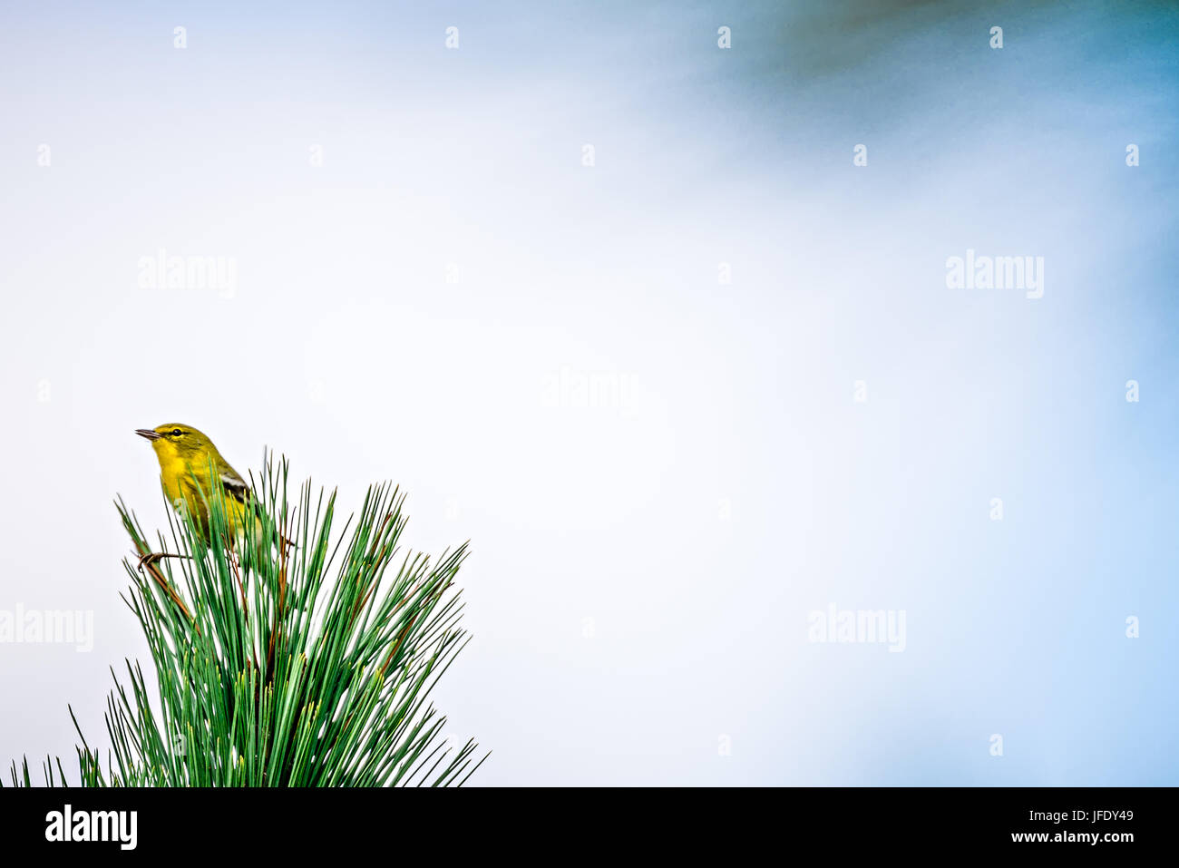 tiny bird perched on top of evergreen tree Stock Photo