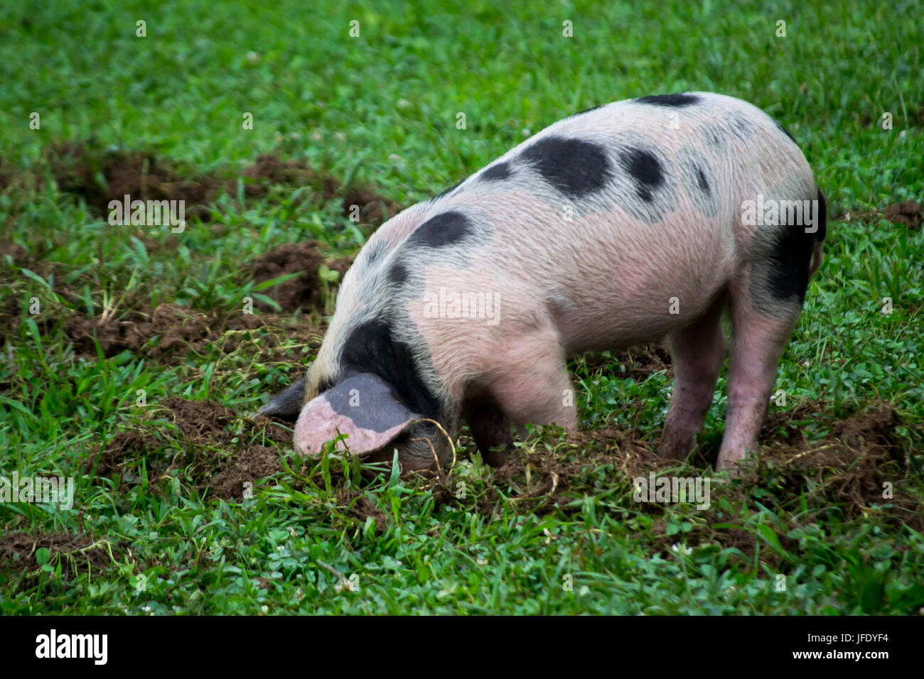 Диг пиги это. Pig with pearls. Digging pig. Свинья фермер. Свиньи стоят в ряд.