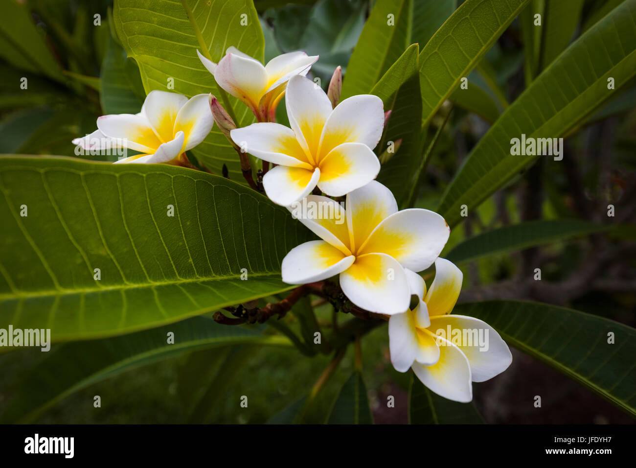 Close up of Plumeria or frangipani white & yellow blossoms on tree in
