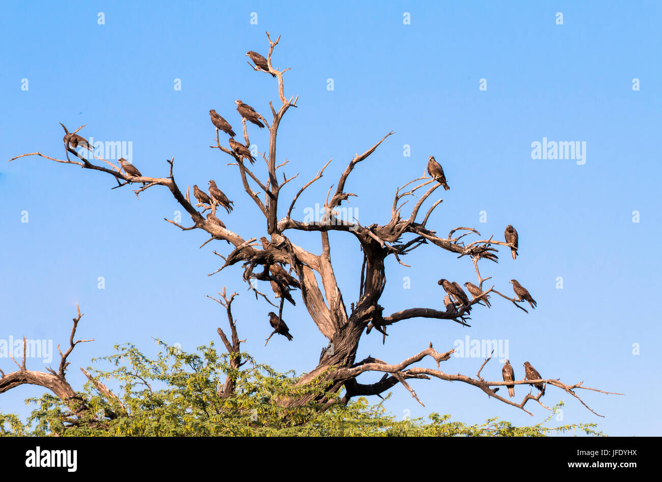 Group Of Eagles Stock Photo Alamy