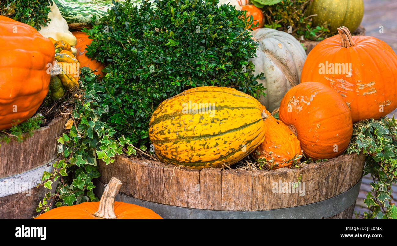 Orange pumpkins as a decoration. Shot with selective focus Stock Photo ...