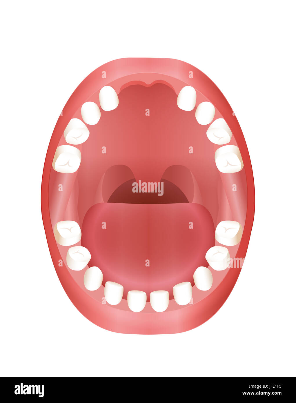 Front teeth missing - illustration of a childs mouth with primary dentition. Stock Photo
