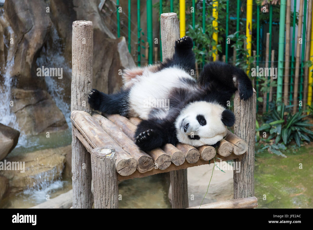 Giant Panda sleeping on wooden platform at the zoo Stock Photo - Alamy