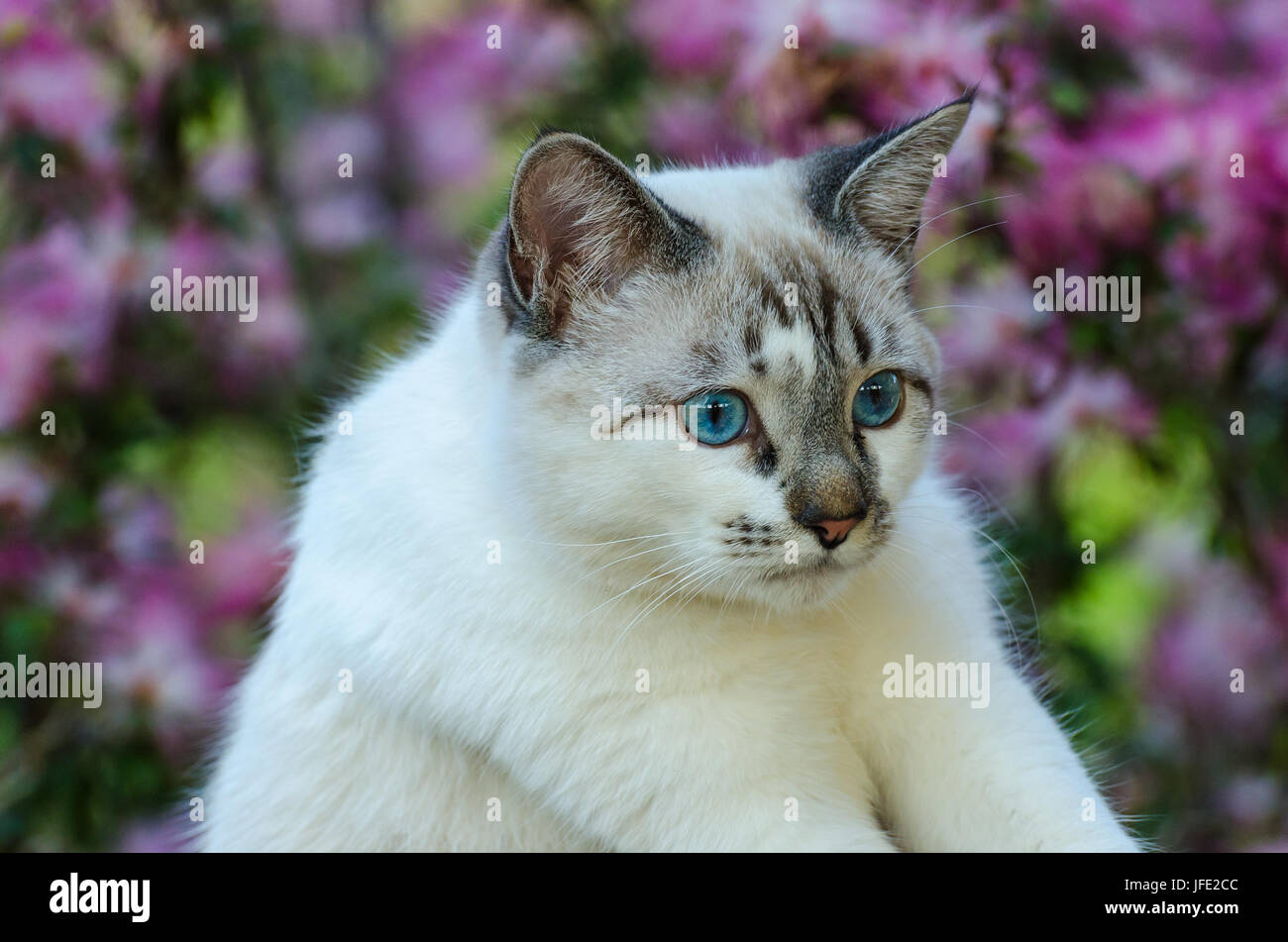 Cute cat with blue eyes playing around Stock Photo