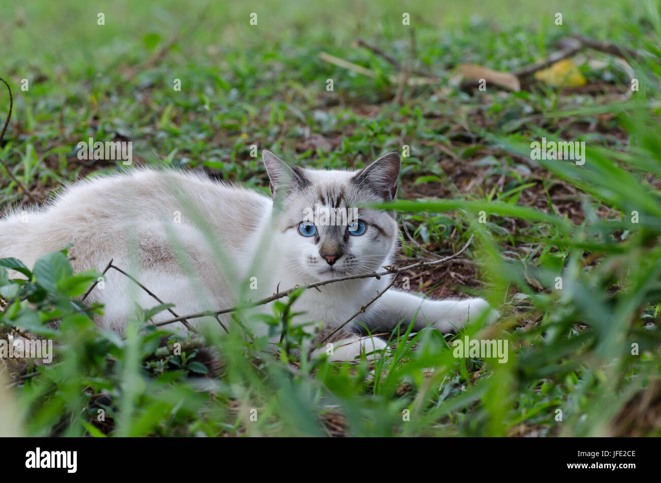 Cute cat with blue eyes playing around Stock Photo