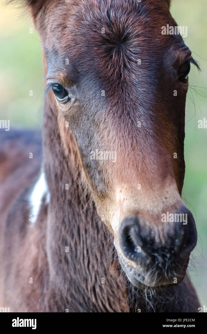 A head shot of a little foal Stock Photo